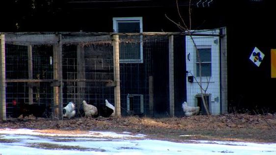 Backyard Chicken Flock Owners Beef Up Biosecurity Measures